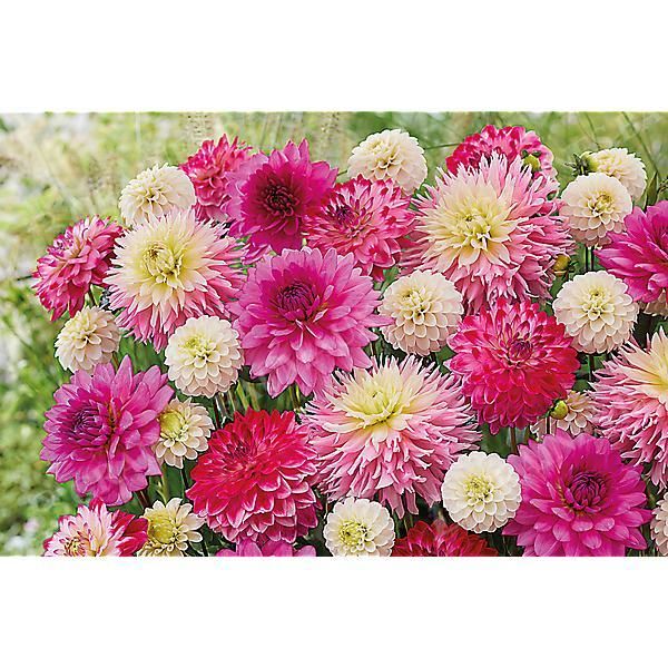 DAHLIA MÉLANGE ROMANTIQUE