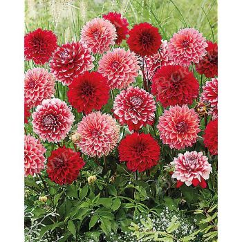 DAHLIA FUBUKI MIX