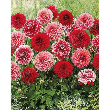 DAHLIA FUBUKI MIX