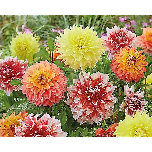 3 DAHLIAS DÉCORATIFS GÉANTS