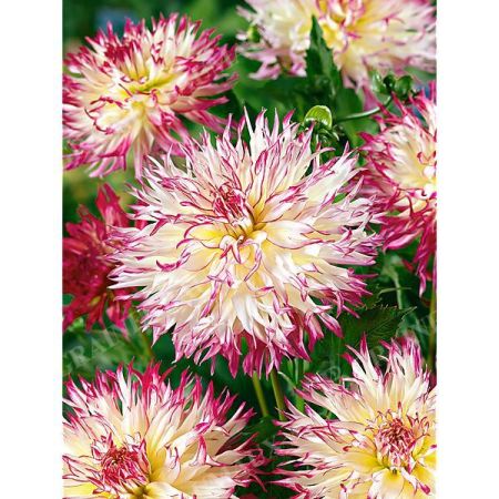 DAHLIA CAPROZ JOSEPHINE
