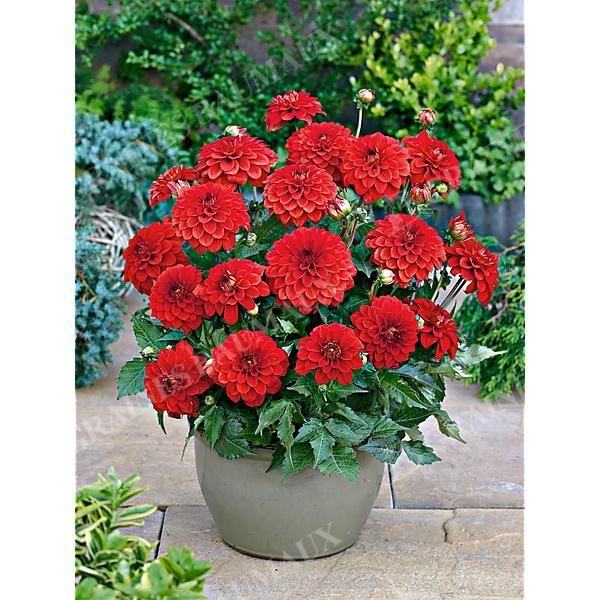DAHLIA GALLERY® VALENTIN