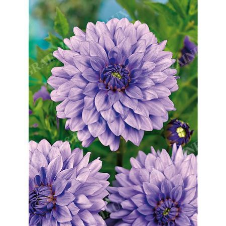 DAHLIA BLUE BOY