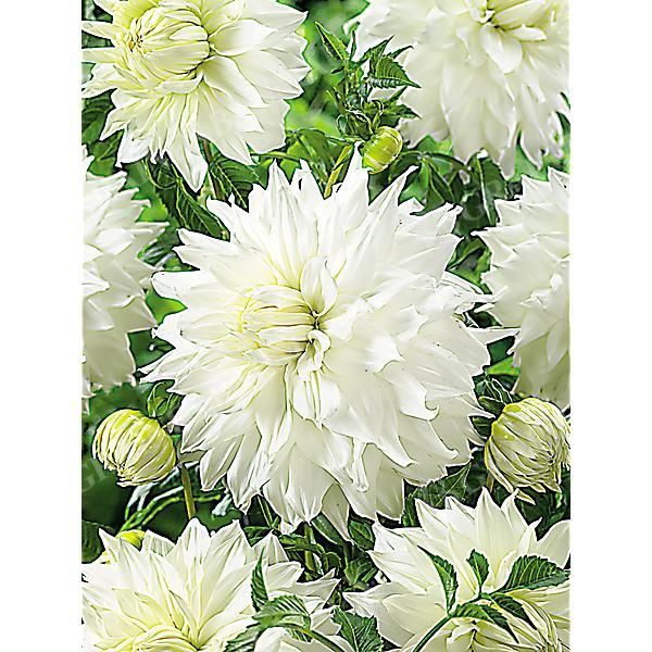 DAHLIA SNOWBOUND