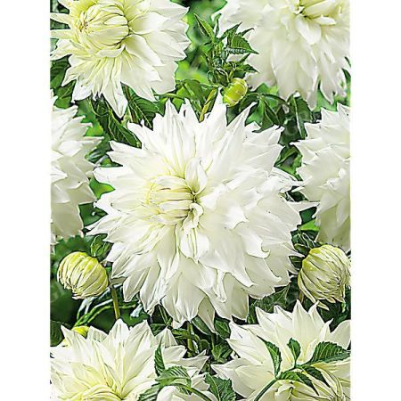 DAHLIA SNOWBOUND