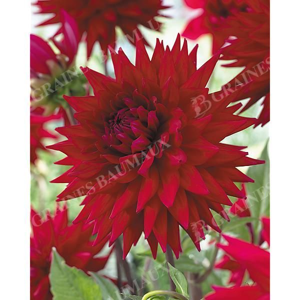 DAHLIA WITTERMAN'S BEST