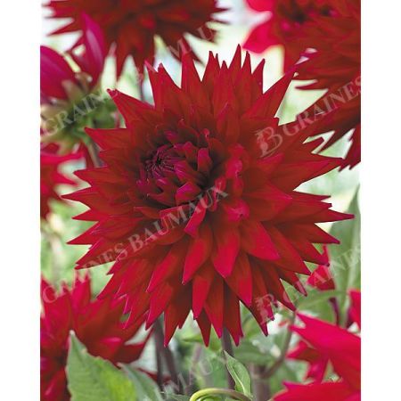 DAHLIA WITTERMAN'S BEST