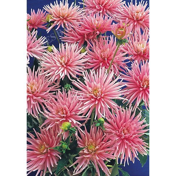 DAHLIA PARK PRINCESS