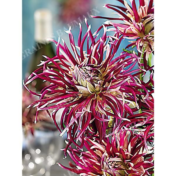 DAHLIA HOLLYHILL SPIDER WOMAN