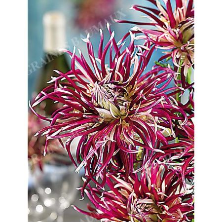DAHLIA HOLLYHILL SPIDER WOMAN