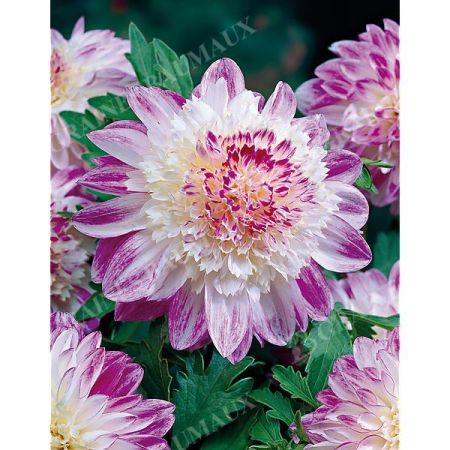 DAHLIA QUE SERA