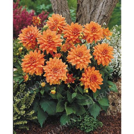 DAHLIA GALLERY® VINCENT®