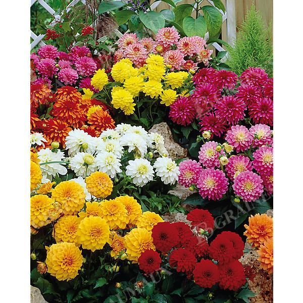 DAHLIA GALLERY® MÉLANGE