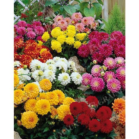 DAHLIA GALLERY® MÉLANGE