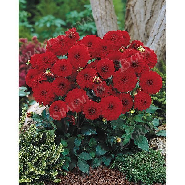 DAHLIA GALLERY® SINGER®