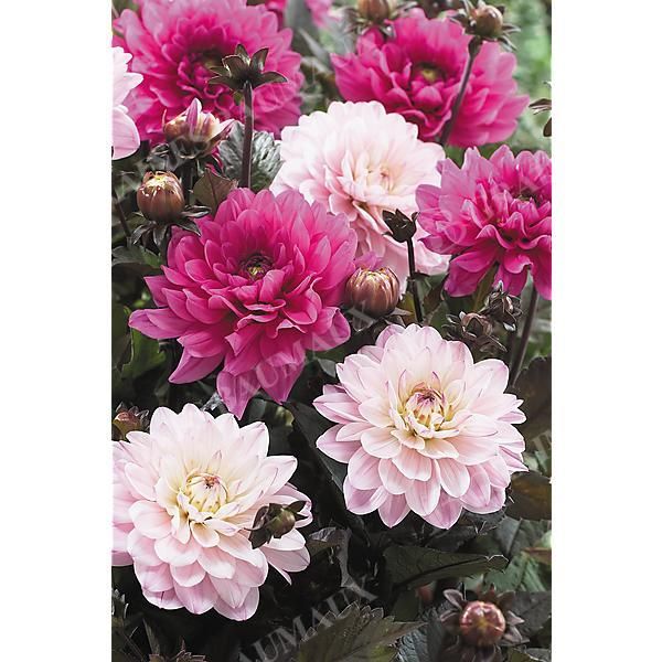 DAHLIA MELODY HARMONY® + FANFARE®