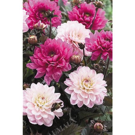 DAHLIA MELODY HARMONY® + FANFARE®