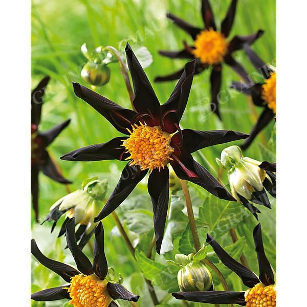 DAHLIA VERONNE'S OBSIDIAN