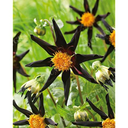 DAHLIA VERONNE'S OBSIDIAN