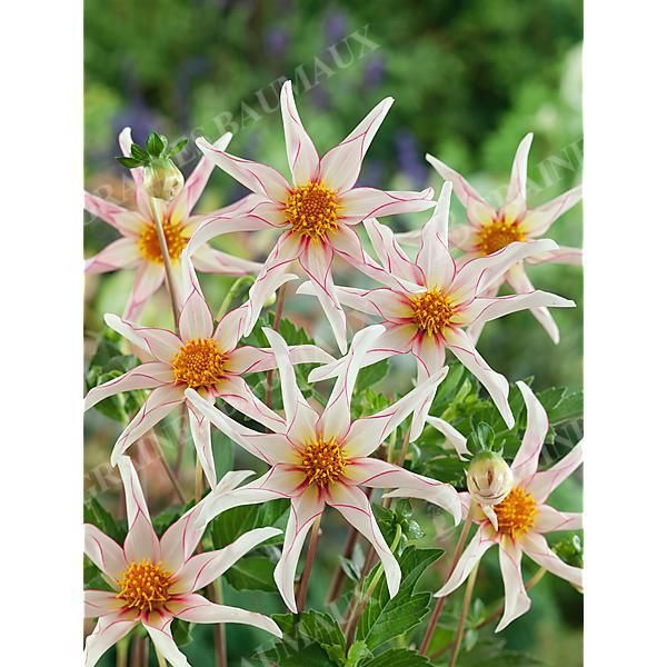 DAHLIA HONKA FRAGILE