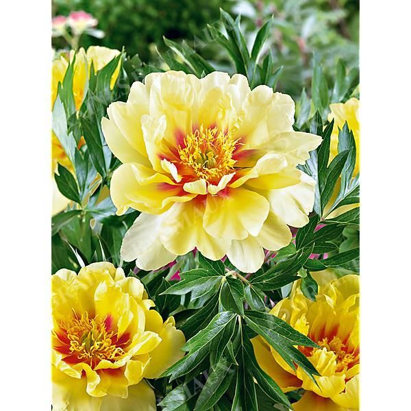PIVOINE ITOH BARTZELLA