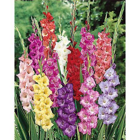 GLAÏEULS GRANDES FLEURS MIX