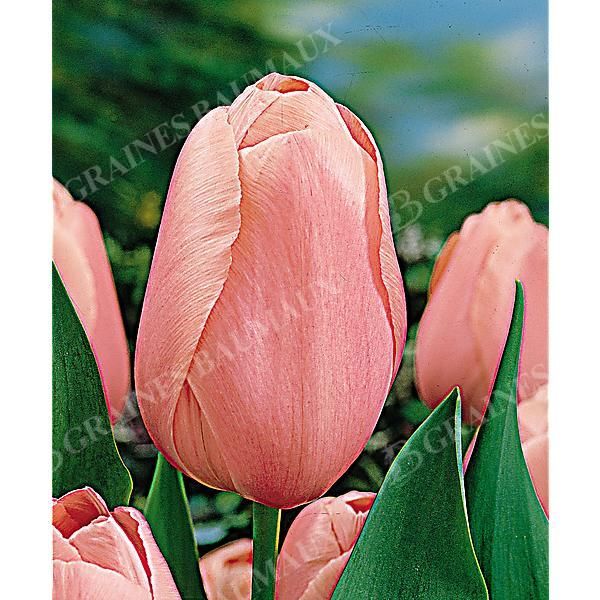 TULIPE Darwin MENTON