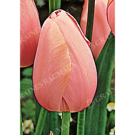 TULIPE Darwin MENTON