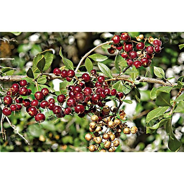 HENNÉ (lawsonia inermis)