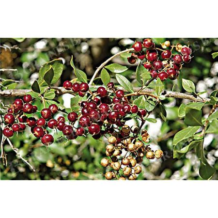 HENNÉ (lawsonia inermis)