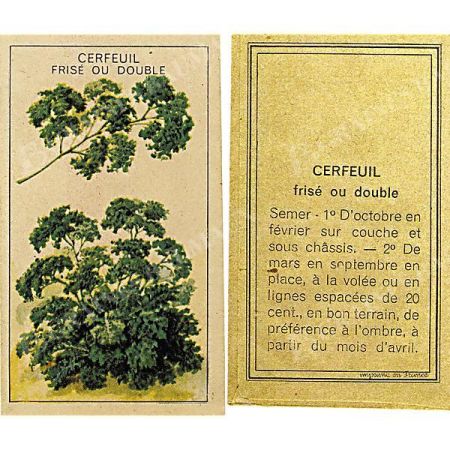 CERFEUIL FRISÉ