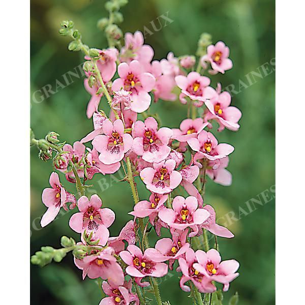 DIASCIA barb. PINK QUEEN