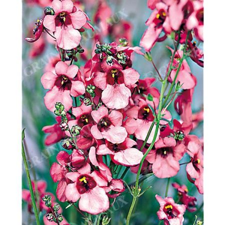 DIASCIA barb. PINK QUEEN
