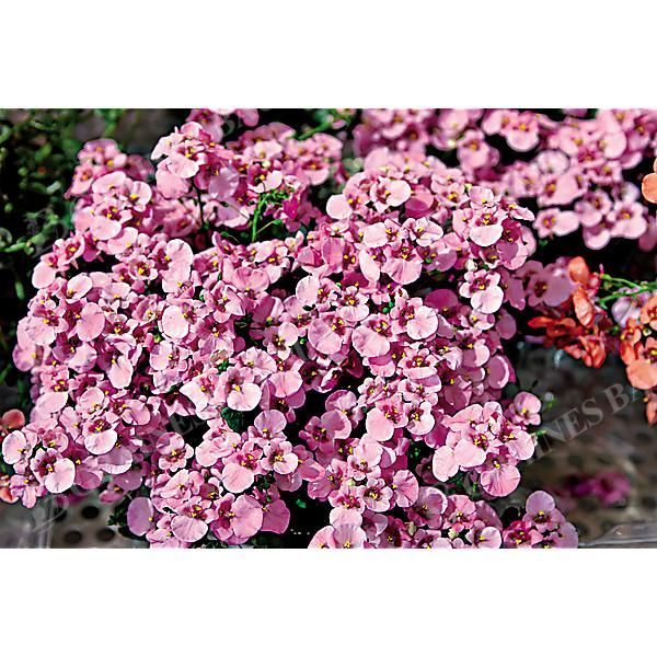 DIASCIA barb. PINK QUEEN