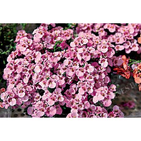 DIASCIA barb. PINK QUEEN