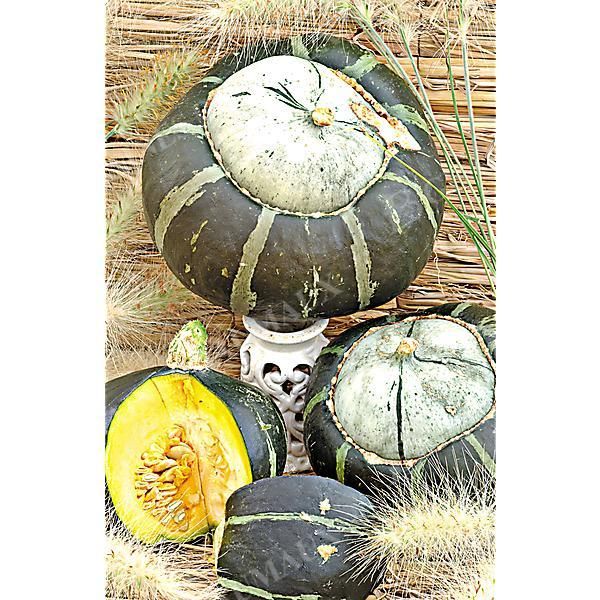 COURGE d'HIVER F1 BONBON