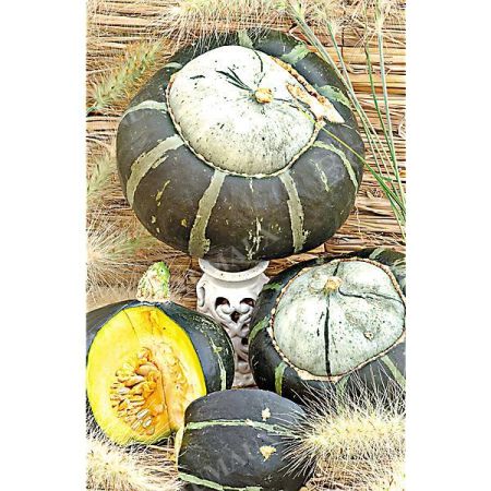 COURGE d'HIVER F1 BONBON