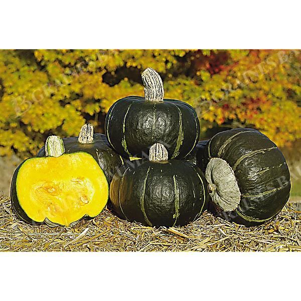 COURGE d'HIVER F1 BONBON