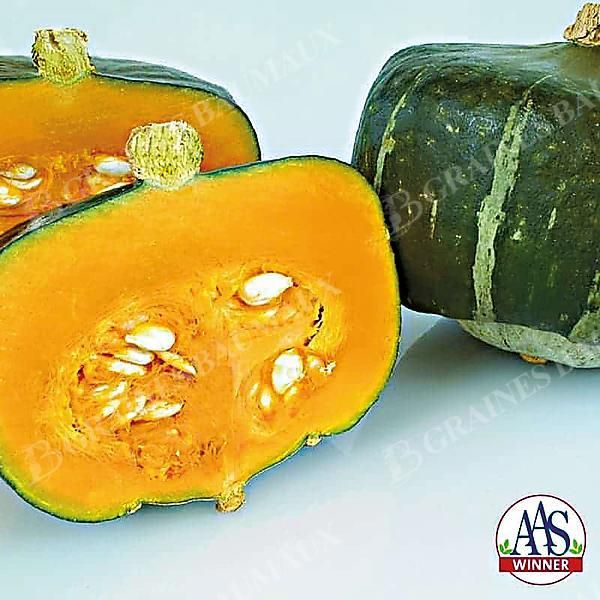 COURGE d'HIVER F1 BONBON