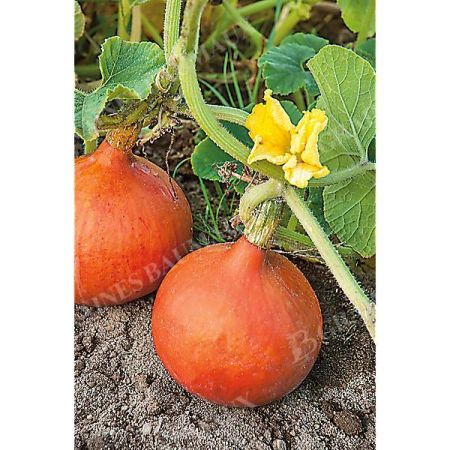 GRAINES de POTIMARRONS
