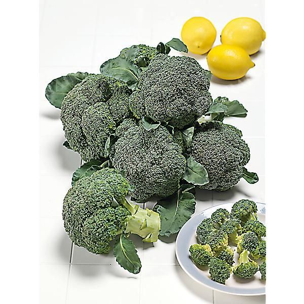 CHOU BROCOLI F1 BABILON