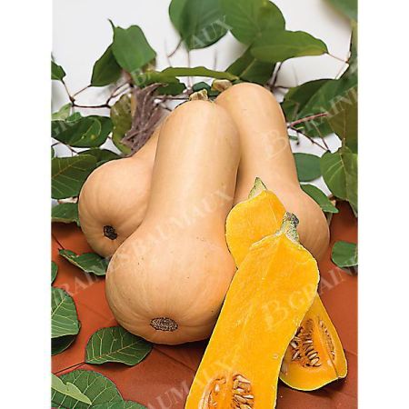 COURGE musquée F1 SIBELLE