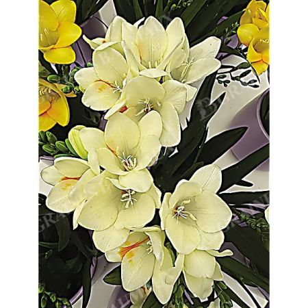 FREESIA ou MUGUET du CAP SIMPLE BLANC PUR