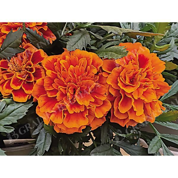 ŒILLET d'INDE TEXANA® FLAME