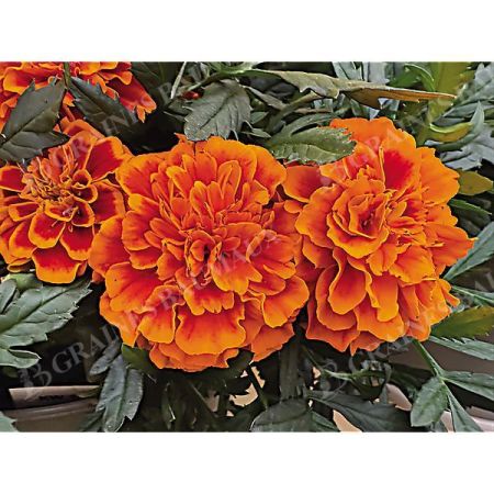 ŒILLET d'INDE TEXANA® FLAME