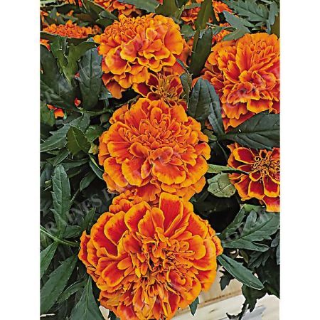ŒILLET d'INDE TEXANA® FLAME