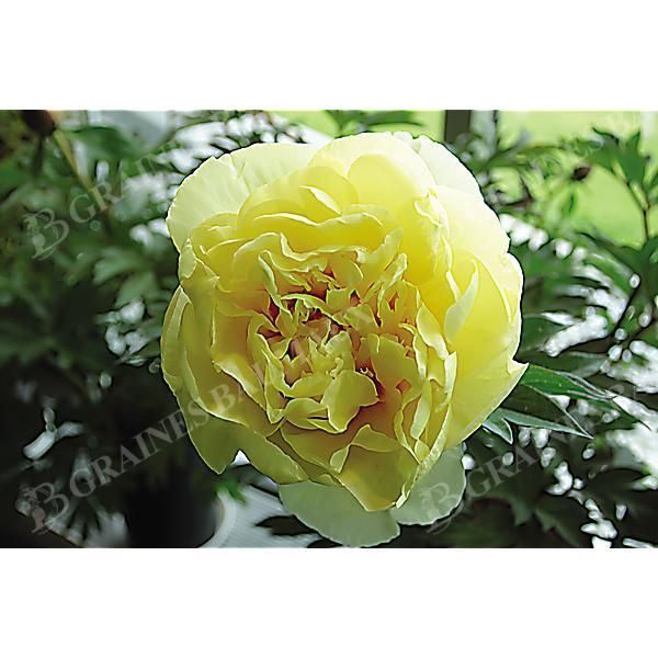PIVOINE ITOH BARTZELLA