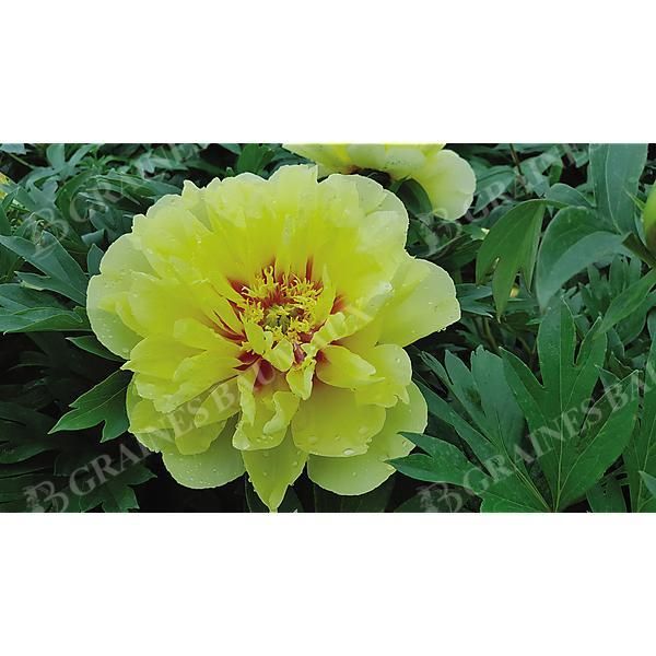 PIVOINE ITOH BARTZELLA