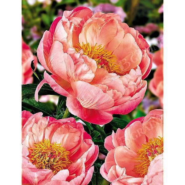 PIVOINE HERBACÉE de JARDIN CORAL CHARM