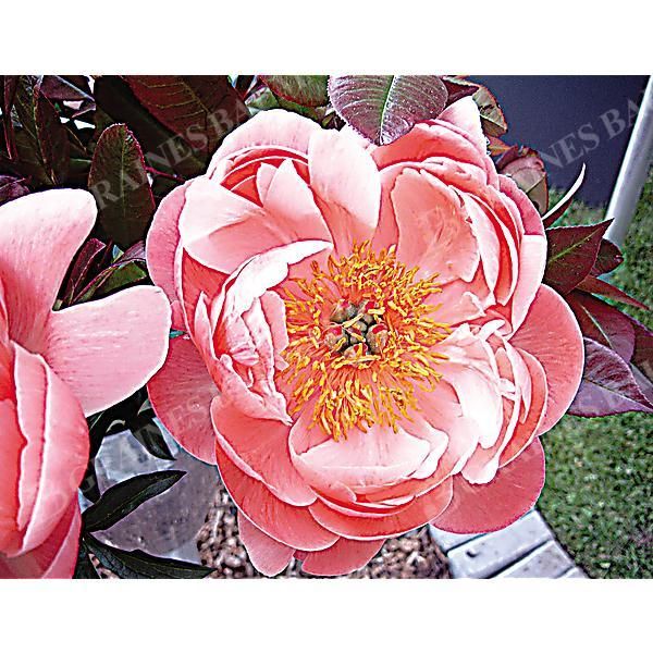PIVOINE HERBACÉE de JARDIN CORAL CHARM